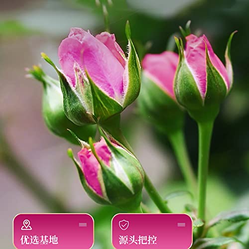 DOZO chinese rose tea 120g60g*24.23oz|月季花茶Health tea、Chin...