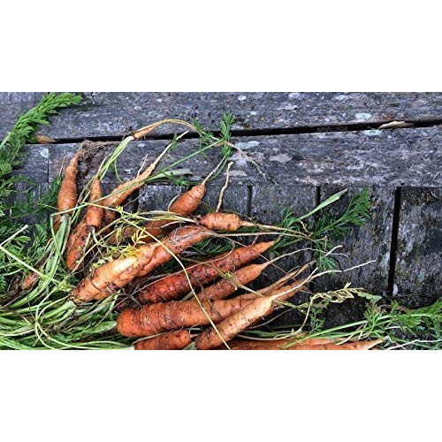 Dr. Cowans Garden Threefold Blend Savory Vegetable Powder, With