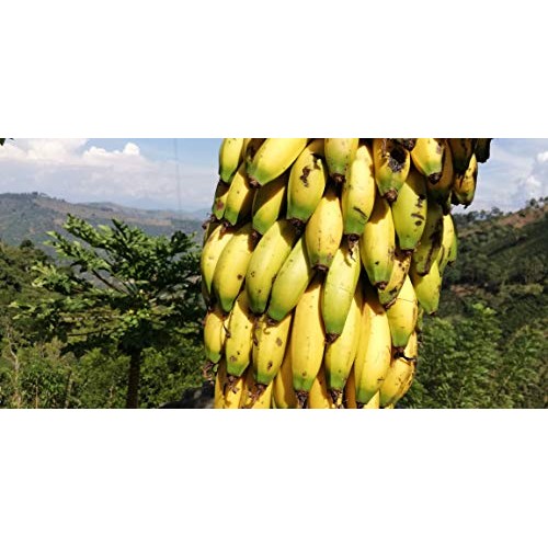 El Dorado Fruitsl Organic Dried Banana | No Sugar Added Natural