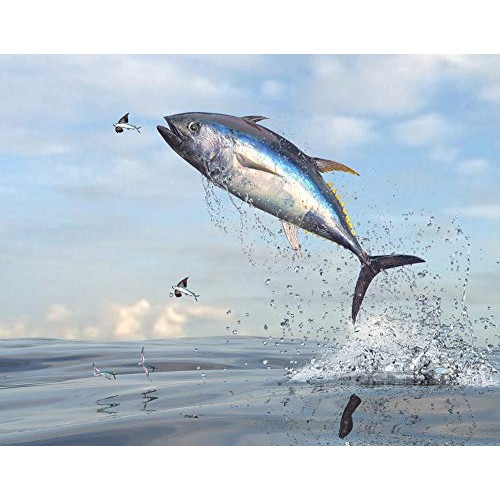 El Manar Tuna In Olive Oil 1 Kg ; Box Of 2