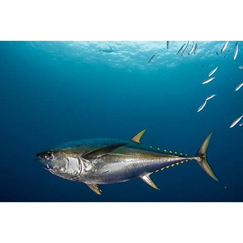 El Manar Tuna In Olive Oil 1 Kg ; Box Of 2