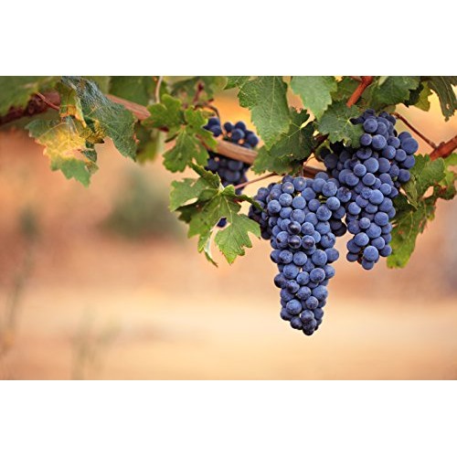 Ellora Farms, Balsamic Vinegar In Glass Spray Bottle, Hand-Craft