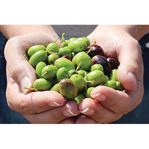Usda Organic 100% Greek Extra Virgin Olive Oil, Award-Winning Si