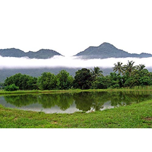 Organic White Mulberry Tea- 80 tea bags