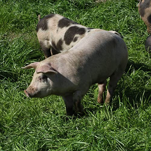 EPIC Sea Salt + Vinegar Oven Baked Pork Rinds, Keto Friendly, 2....