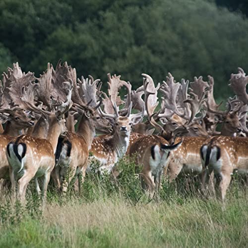 Epic Venison Sea Salt &Amp; Pepper Bars, Keto Friendly, Gluten Free,