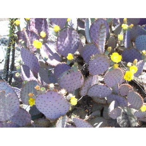 1 Purple Prickly Pear