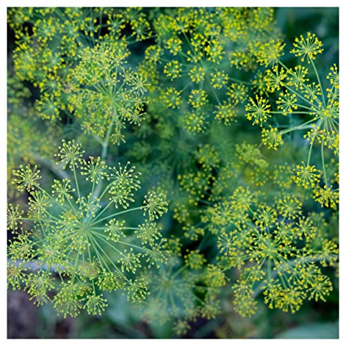 Everwilde Farms - 1 Oz Dukat Dill Herb Seeds - Gold Vault