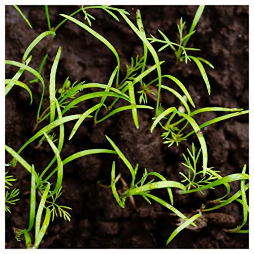 Everwilde Farms - 1 Oz Dukat Dill Herb Seeds - Gold Vault