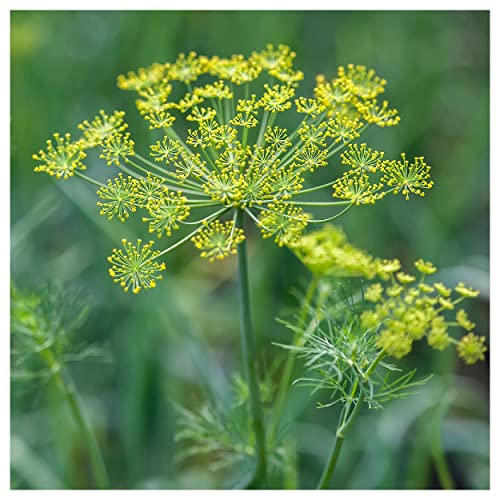 Everwilde Farms - 1 Oz Dukat Dill Herb Seeds - Gold Vault