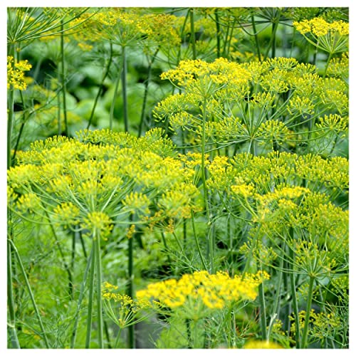 Everwilde Farms - 2000 Bouquet Dill Herb Seeds - Gold Vault Jumb...