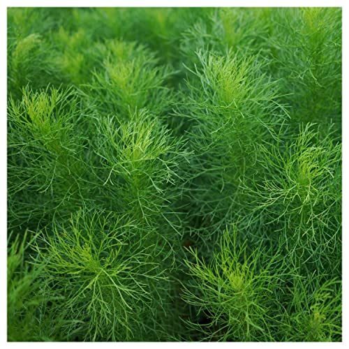 Everwilde Farms - 2000 Bouquet Dill Herb Seeds - Gold Vault Jumb...