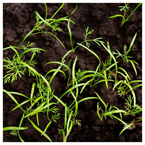 Everwilde Farms - 2000 Bouquet Dill Herb Seeds - Gold Vault Jumb...