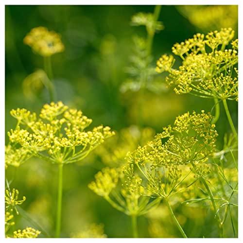 Everwilde Farms - 2000 Bouquet Dill Herb Seeds - Gold Vault Jumb...