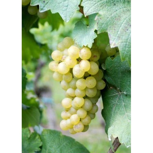 Riesling Emerald Wine Grape Vine - Plantable Year Round!