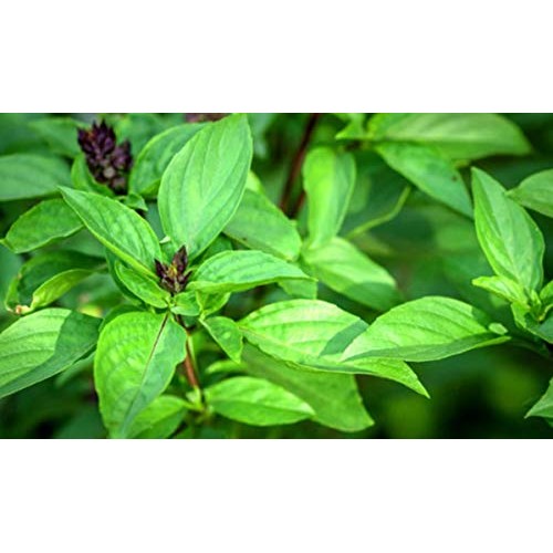 Dry Sweet Basil Leaves, Thai Sweet Basil, Thai Cuisine, Asian Fo