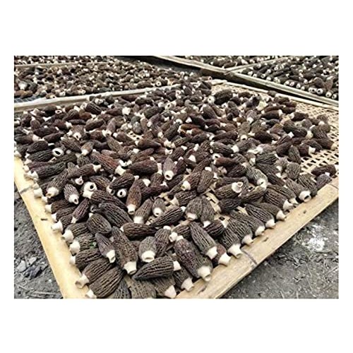 Selected Dried Morel Mushrooms Morchella Conica 羊肚菌干蘑菇