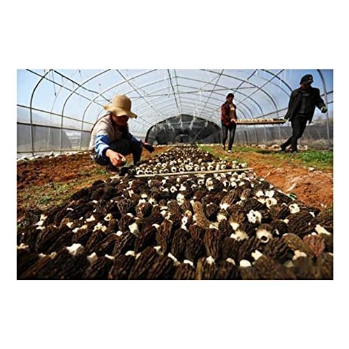 Selected Dried Morel Mushrooms Morchella Conica 羊肚菌干蘑菇