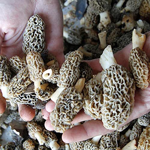Selected Dried Morel Mushrooms Morchella Conica 羊肚菌干蘑菇