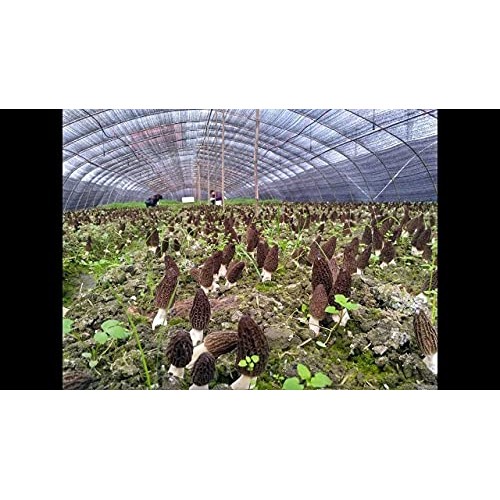Selected Dried Morel Mushrooms Morchella Conica 羊肚菌干蘑菇