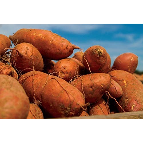 Nc Farm Fresh Sweet Potatoes Appx 20Lbs