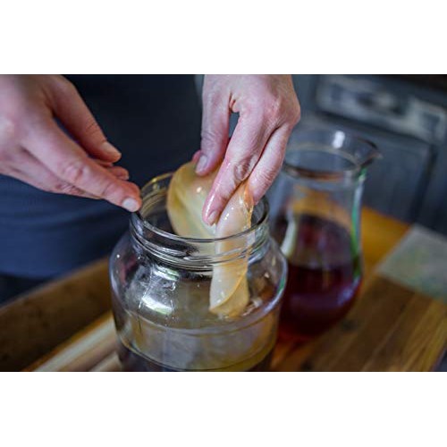 Fermentaholics Organic Kombucha Scoby With Twelve Ounces Of Star