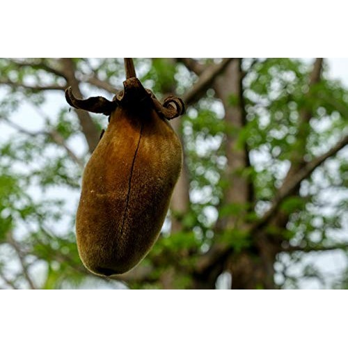 Organic Baobab Powder | 100% Raw From Zimbabwe- 12Oz/340G Reseal