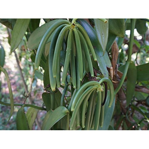 Madagascar Vanilla Beans Extract Grade B For Cooking And Baking