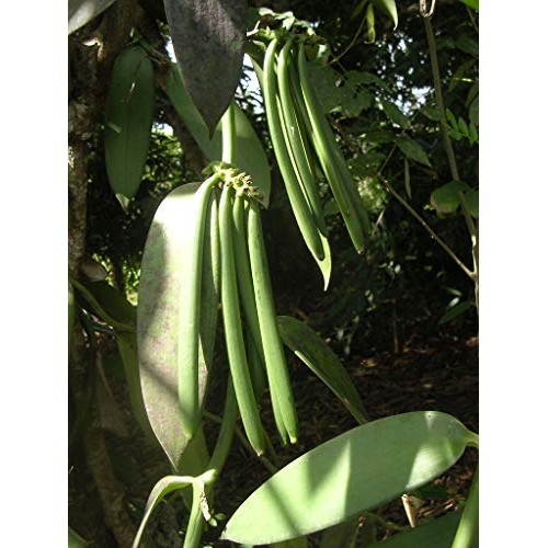 Tahitian Vanilla Beans Grade A For Extract, Cooking And Baking