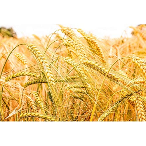 Barley Flour, 2 Pounds - Non-Gmo Verified, Stone Ground From Who