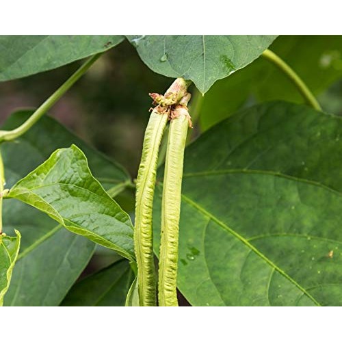 Black-Eyed Beans, 10 Pounds - Kosher