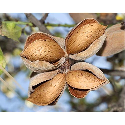 Blanched Almond Flour, 25 Pounds — Non-Gmo Verified, Finely Mill