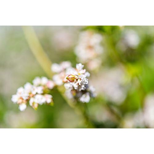 Buckwheat Groats, 1 Pound - Hulled Whole Grains, Raw, Kosher, Ve