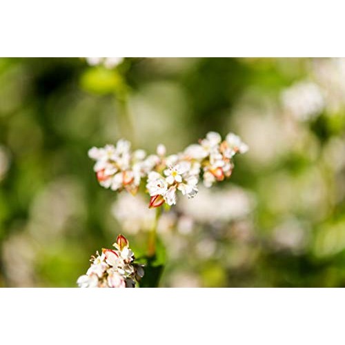 Buckwheat Kasha, 1 Pound - Grechka, Toasted Whole Groats, Made F