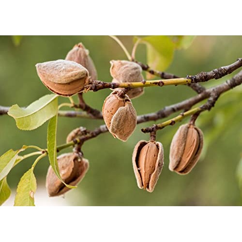 California Natural Sliced Almonds, 1.5 Pounds - Raw Unblanched A...