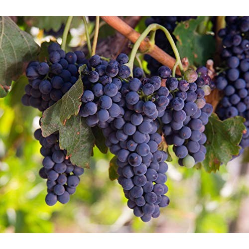 California Organic Raisins, 8 Ounces - Thompson Seedless Select,