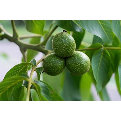 California Organic Walnuts, 8 Ounces - Non-Gmo, No Shell, Kosher