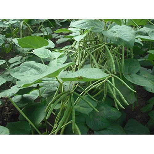 Certified Organic Mung Beans By Food To Live Sprouting, Non-Gmo