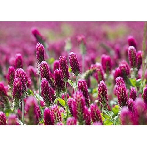 Clover Seeds for Sprouting, 1 Pound – Non-GMO Verified, Pure, Ve...