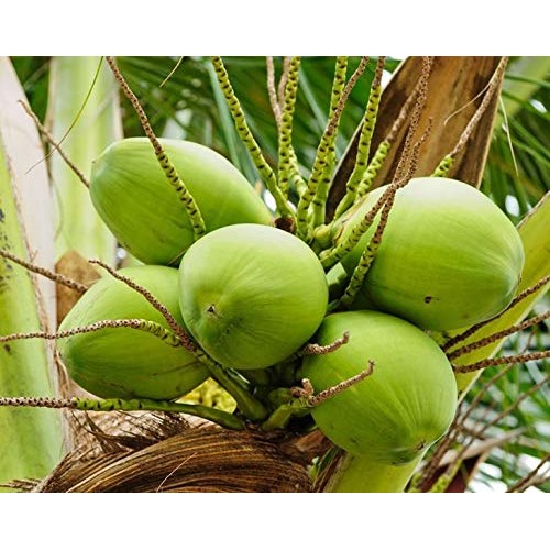 Desiccated Coconut, 12 Ounces - Shredded, Dried, Unsweetened, No