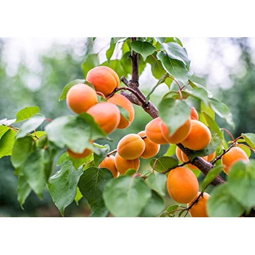 Dried Apricots, 8 Pounds – Non-GMO Verified, Kosher, Vegan, Bulk...
