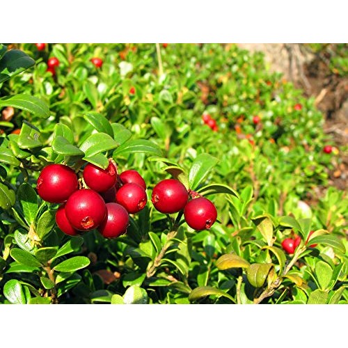 Dried Cranberries, 2.5 Pounds — Raw, Kosher, Vegan, Lightly Swee