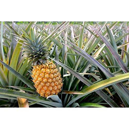 Dried Diced Pineapple, 1 Pound - Sweetened, Unsulfured, Kosher,