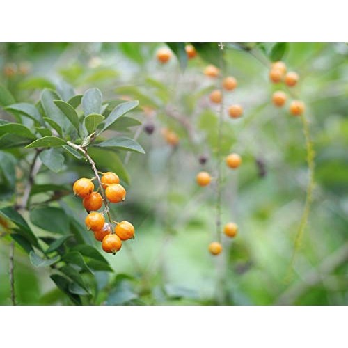 Food to Live Organic Golden Berries, 8 Ounces Non-GMO, Whole Dri...