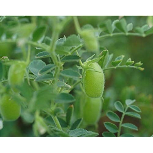 Garbanzo Beans/Chickpea, 5 Pounds - Kosher, Low Sodium, Dry, Bulk