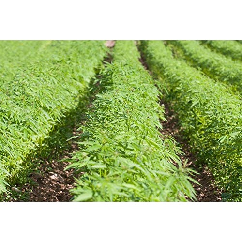 Hemp Seeds, 4 Pounds - Raw Hearts, Hulled, Shelled, Kosher, Vega