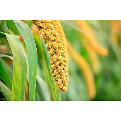 Hulled Millet, 1.5 Pounds - Whole Grain Seeds, Kosher, Raw, Bulk