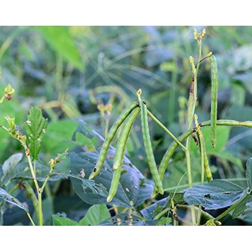 Mung Beans, 5 Pounds - Green, Dried, Kosher, Bulk