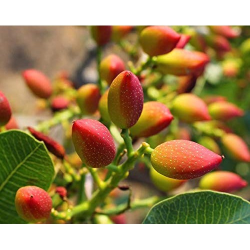 No Shell Pistachios, 1.5 Pounds - Raw, Unsalted, Kernels, Sirtfo