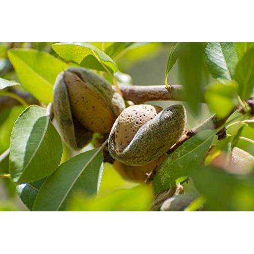 Organic Almond Flour, 8 Pounds — Extra Fine Blanched Prime Meal,